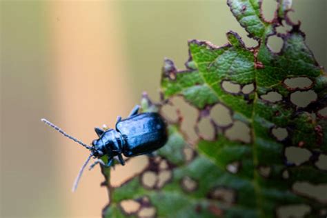 10+ Blue Beetle Photos Stock Photos, Pictures & Royalty-Free Images ...