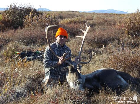 adak ak caribou africahuntingcom