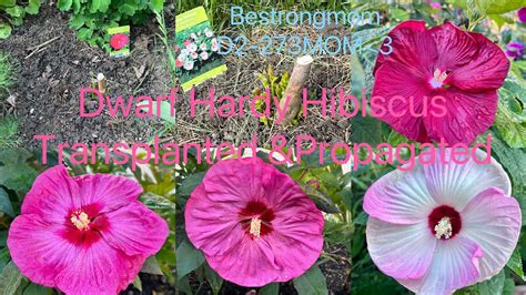 When And How To Transplant And Propagate Hardy Hibiscus New Shoots Came Out After Half A Month