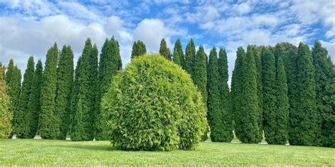 Do Deer Eat Arborvitae How To Protect Your Shrubs From Deer