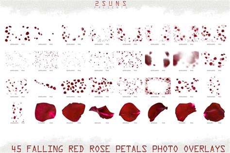 Falling Rose Petals Photo Overlays Flower Overlay Photoshop Overlay