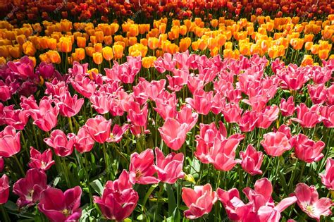 Keukenhof 꽃 정원 Lisse 네덜란드 네덜란드의 튤립 필드 무료 사진