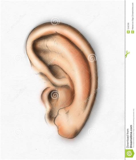 Human ear (colored). Human ear. Pencil drawing by me, colored in ...