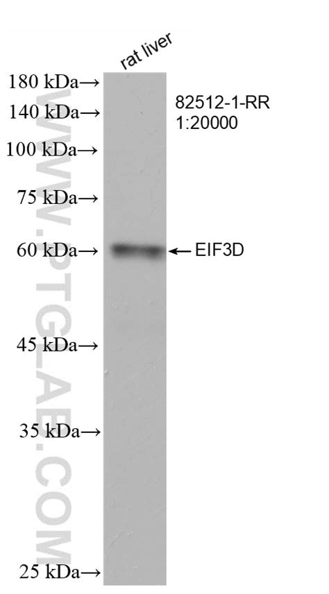 EIF3D Antibody 82512 1 RR Proteintech