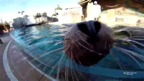 Sea Lion Spring Training At Saint Louis Zoo Youtube