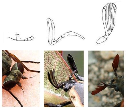 Stylate Lamellate Flabellate