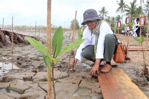 DKP Kalsel Tanam Ratusan Ribu Batang Mangrove Untuk Jaga Ekosistem