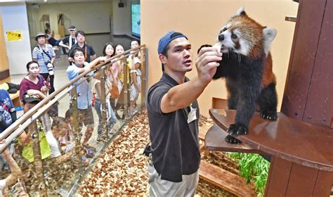 レッサーパンダ誕生 日本平動物園｜あなたの静岡新聞｜深堀り情報まとめ〈知っとこ〉