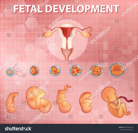 Stages Human Embryonic Development Illustration Stock Vector (Royalty ...