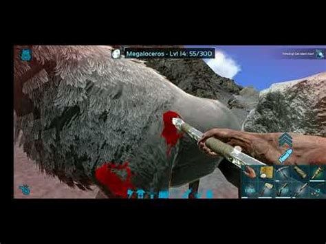 How To Tame Sabertooth In Ark Survival Evoled Youtube