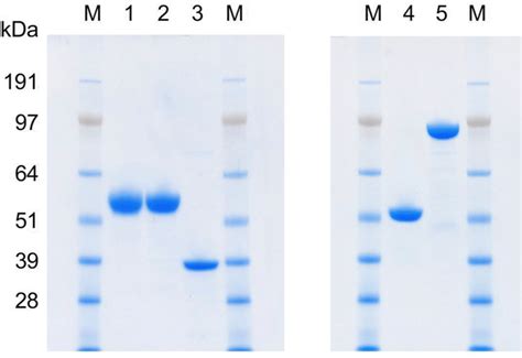 Sds Page Analysis Of Purified Mannanolytic Enzymes Five Micrograms Of