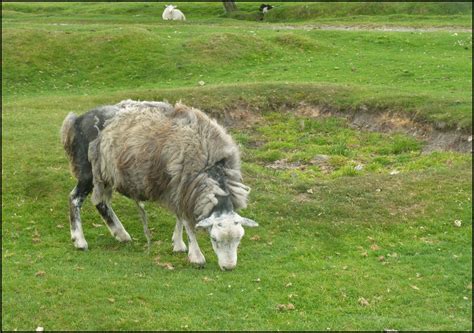 Bodmin Moor - rugged sheep by JuBarney | ePHOTOzine