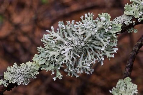 Лишайники: фото, опис, види, цікаві факти • Світ Довкола