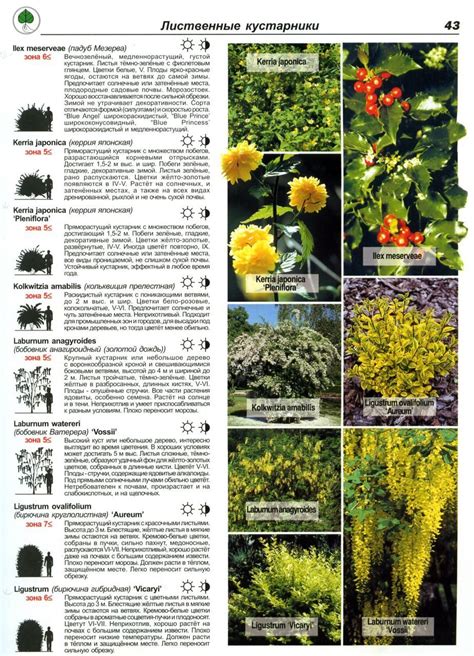 Лиственные кустарники