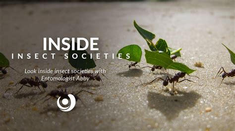 Varsity Tutors StarCourse Inside Insect Societies Presented By Abby