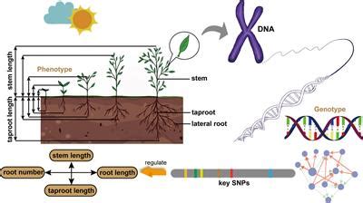 Frontiers The Genetic Architecture Of Trait Covariation In Populus