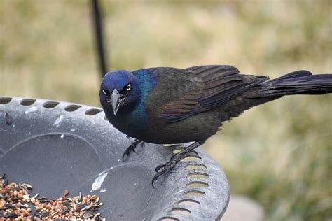 Grackle : r/grackles