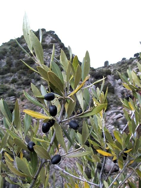 Olea Europea Var Sylvestris Wild Olive Fruits On A Branch With