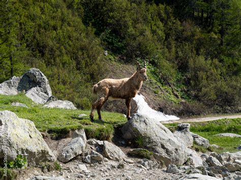 Stambecco Delle Alpi Alpino Bouquetin Montagne Dell Arco Alpino