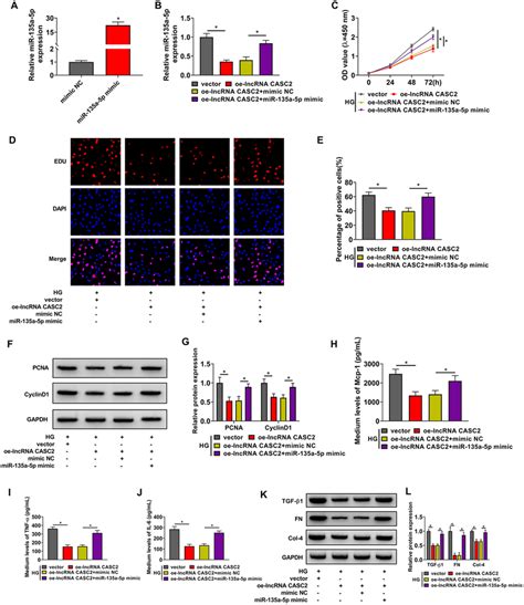 CASC2 Overexpression Restrains The Proliferation Inflammation And