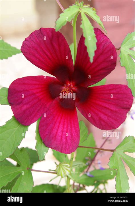 Burgundy Red Hibiscus Flower Stock Photo Alamy