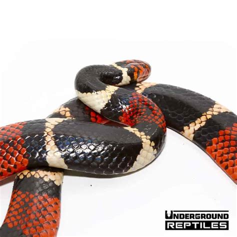 Aquatic Coral Snake - Underground Reptiles