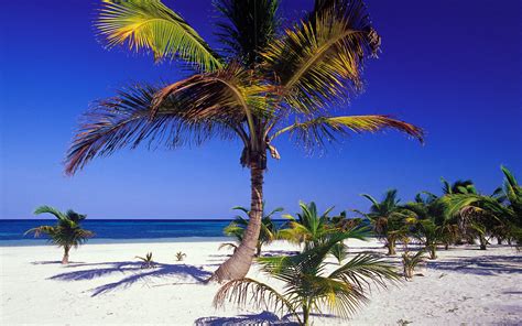 🔥 [40+] Mexico Beach Wallpapers | WallpaperSafari