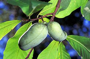 Asimina – Wikipedia