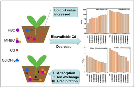 Effects Of Mg Modified Biochar On The Bioavailability Of Cadmium In