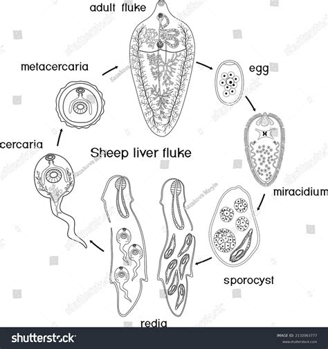 Trematode lifecycle stages Images, Stock Photos & Vectors | Shutterstock