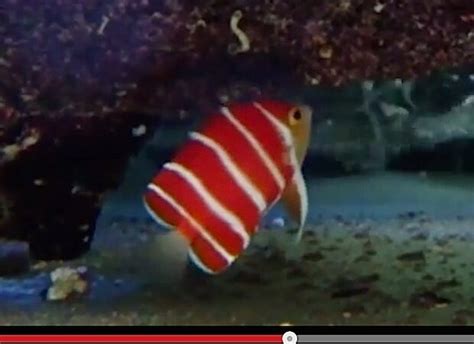 Tag: peppermint angelfish | Reef Builders | The Reef and Saltwater Aquarium Blog