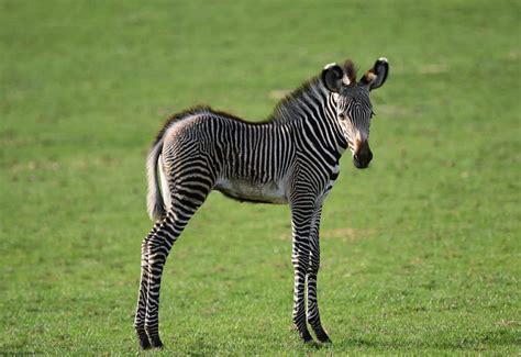 Baby Zebra: 10 Pictures and 10 Amazing Facts - A-Z Animals