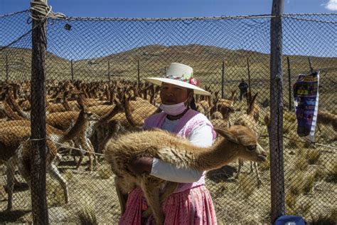 Esquila de lana de vicuña tradición viva en el Perú La Voz de Chile