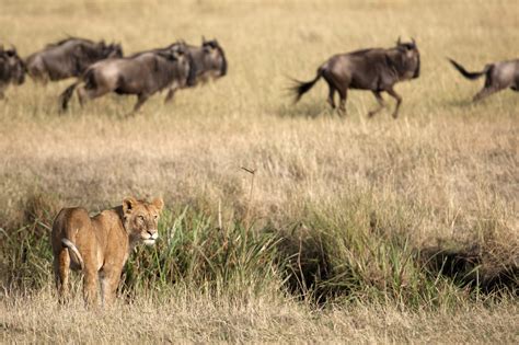 Great Migration Camps Wildebeest Migration Serengeti Safari Frank