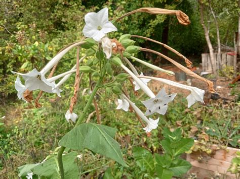 Nicotiana Tabacum In Various Stages Of Development Rdruggardening