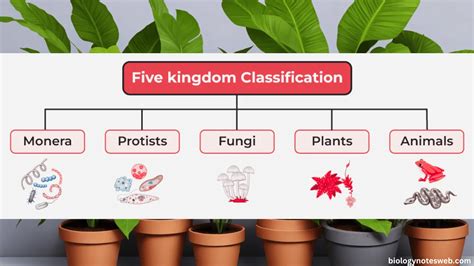 An Overview On The Five Kingdom Classification in Detail