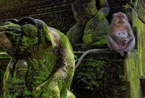 Templo Sagrado Da Floresta Do Macaco Em Ubud Bali Indon Sia Imagem