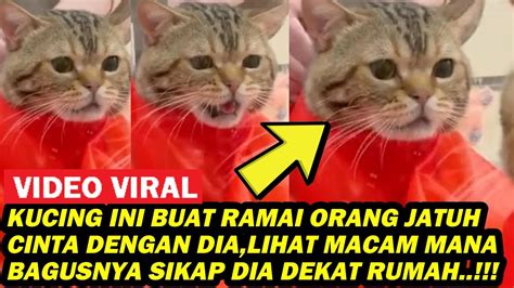 Kucing Ini Buat Ramai Orang Jatuh Cinta Dengan Dia Lihat Macam Mana