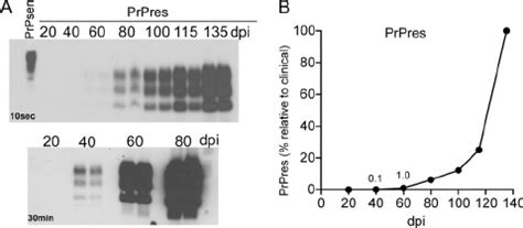 Early Detection Of PrPres In Scrapie Infected Brains A Immunoblot