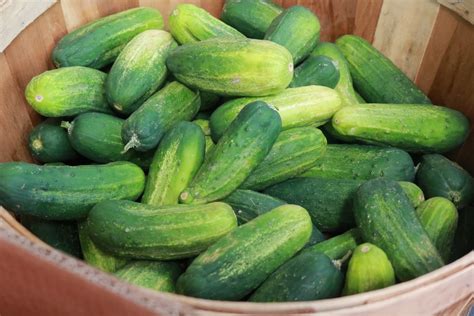 When and How to Pick Pickling Cucumbers - Garden.eco