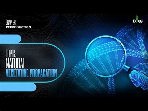 Vegetative Propagation Natural Vegetative Propagation In Detail