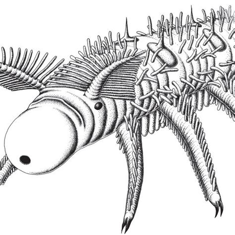 Anterior Body Region Of The Lobopodian O Feroxamongst The Most