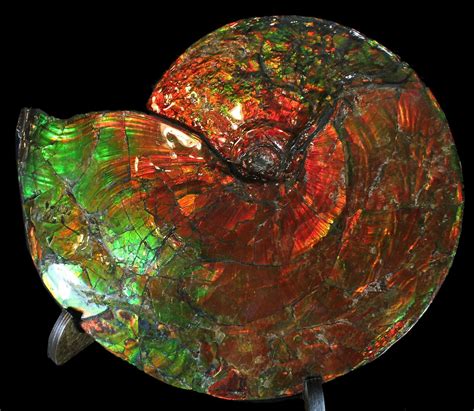 Ammolite For Sale - FossilEra.com