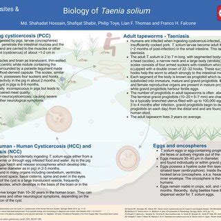 Biological Characteristics And Life Cycle Of Taenia Solium Humans