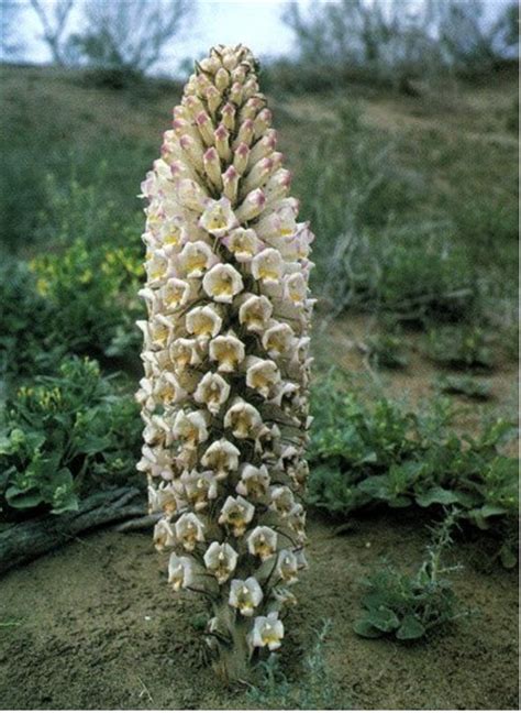 Cistanche deserticola seed | BELL Garden Company,Wholesale Plant seeds ...