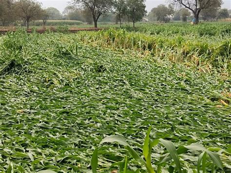 Unseasonal Rains अवकाळी पावसाच्या अस्मानी संकटामुळे पुणे जिल्ह्यातील शेतकरी चिंतेत Marathi