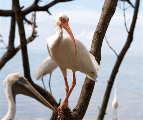 The White Ibis in Florida - Wild Animal Health Fund