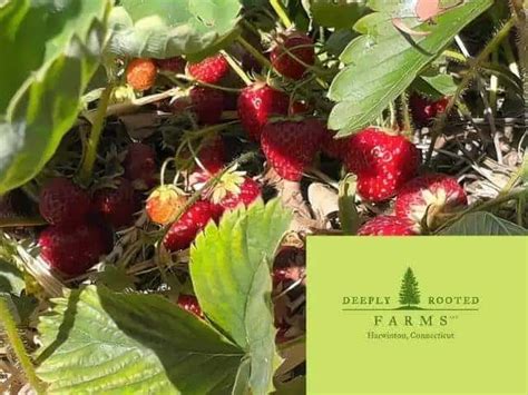 12 Best Strawberry Picking Farms In Connecticut Pyo 2025