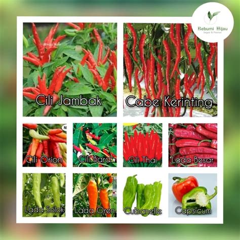 Pelbagai Biji Benih Malaysia Cili Padi Lada Seeds Chilies Seed Lada