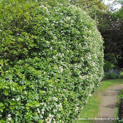 Choisya Ternata Mexican Orange Blossom 5ltr Bunkers Hill Plant Nursery